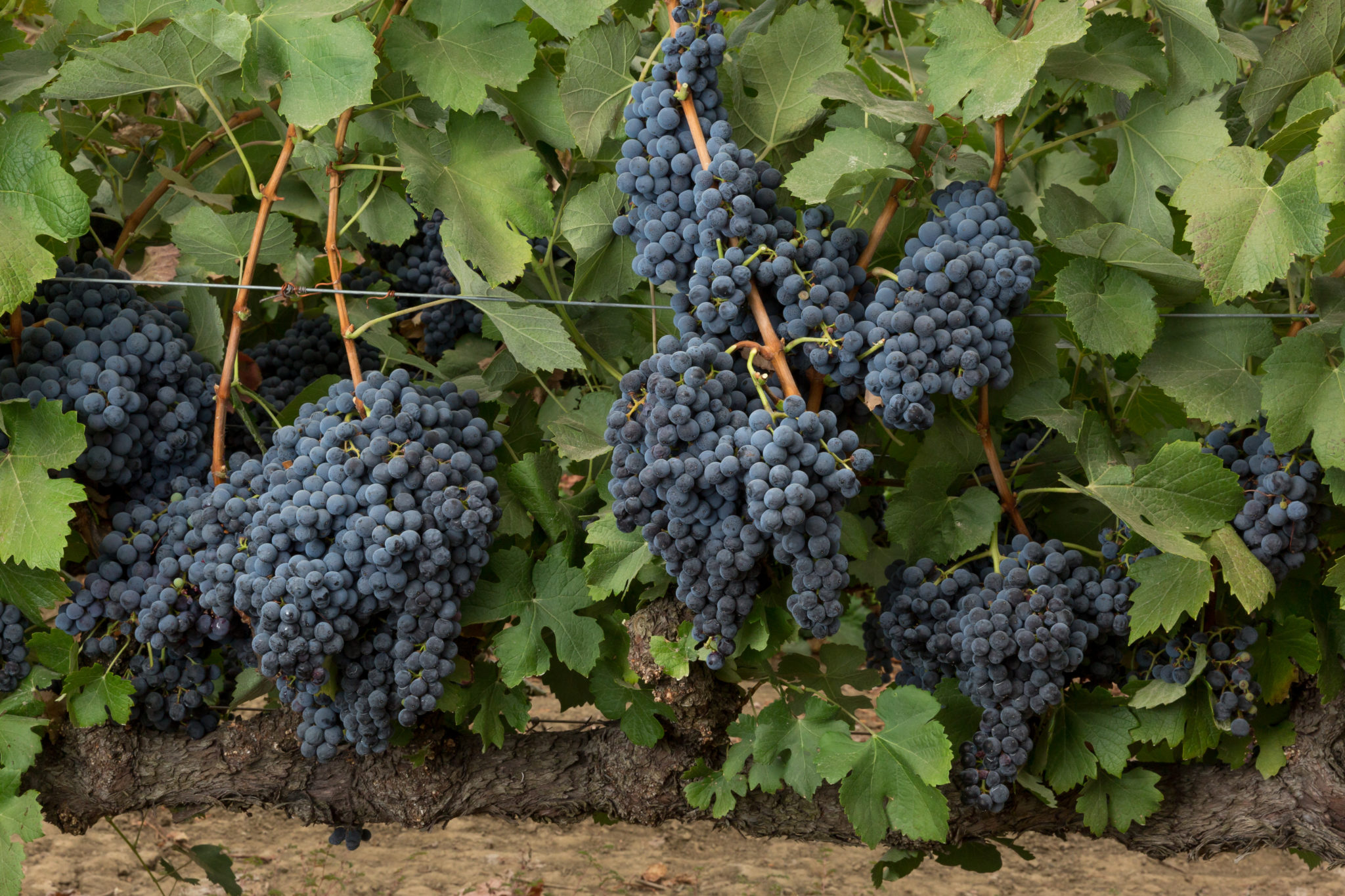 grandnoirgrapes-2048×1365