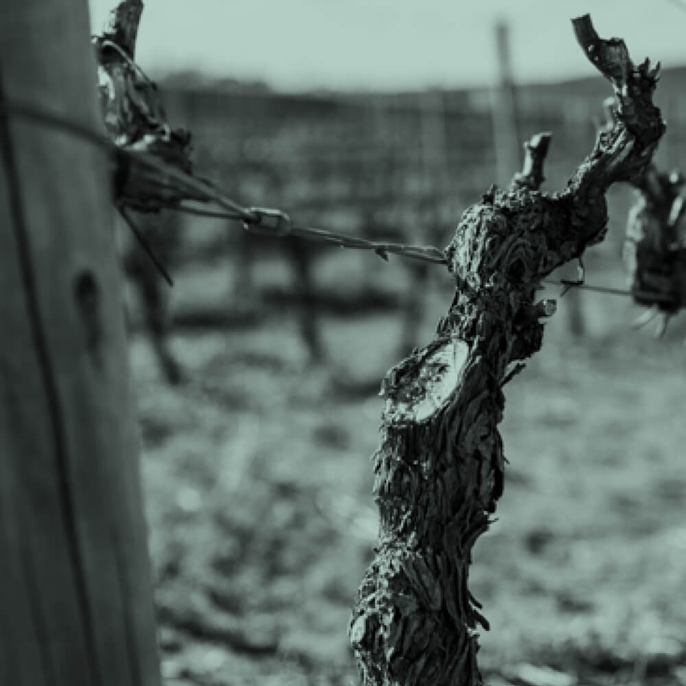home-grid-vinhas